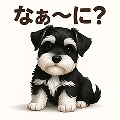 Tiny Schnauzer Talks