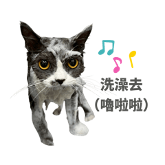 我是阿波 邱喵喵2.0