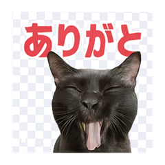 kiki_20250730043708