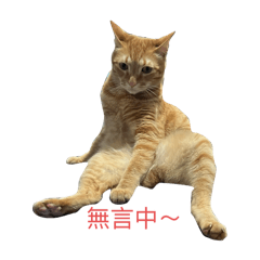 自用的～我的貓貓寶貝