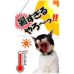 ぬこさんオールスターズ大人の日常会話!!