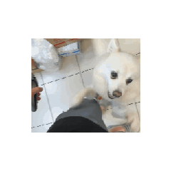 動態噗妮來襲！！！