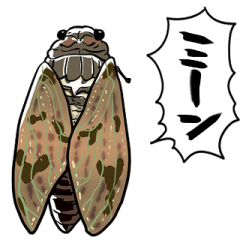 talking cicada