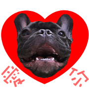 French Bulldog Funny daily 2