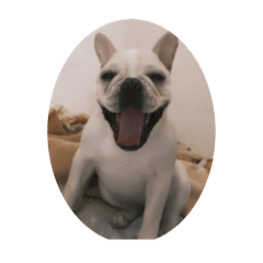 小饅頭的可愛日記