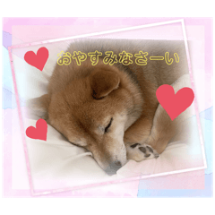48484848SHIBA