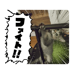 nyanko z