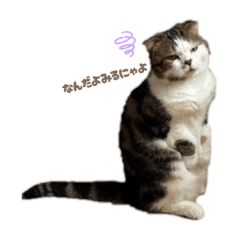 koara_20250730141323