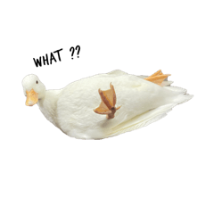 白面鴨生X DUCK 1