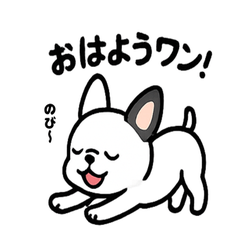 Everyday Life of a  White Boston Terrier