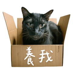 吳西羅是位黑貓。