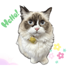 章魚燒小公主日常