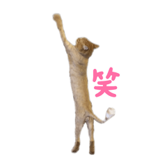 apple_20250730223312