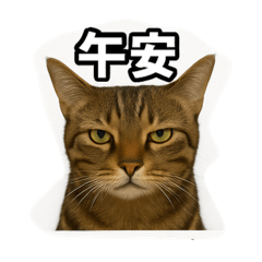 meowmeow厭世日常