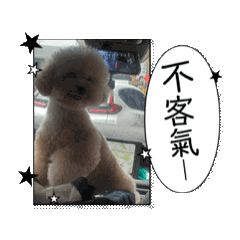 奶油貴賓の生活4