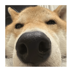 我愛豬豬 豬豬愛我