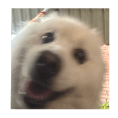 胖嘟表情包1