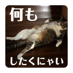 Japanease Cat