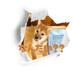 My cutest dog 0103