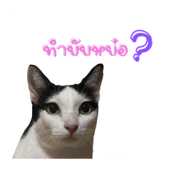 Saiko_20250731101641