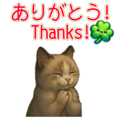 Rag Doll Recommendation Activity 2