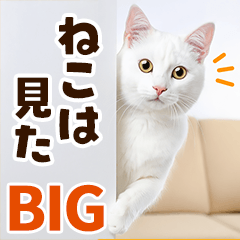 ❤ねこ写真❤ かわいく伝えるスタンプ３