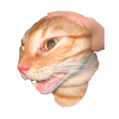 毛弟弟可愛