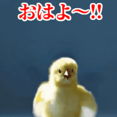 Moving chick is cute