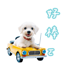 阿肥的日常生活part1