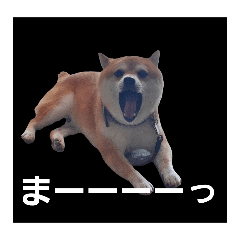 hachi_20250731113036