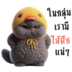 แมวเทา-แมวอ้วนหัวเป็ด