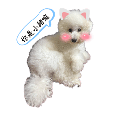 仔仔表情文字說明