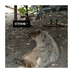 小動物表情包合輯