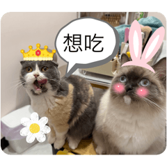 33の貓咪