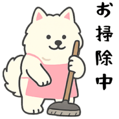 Samoyed cleaning
