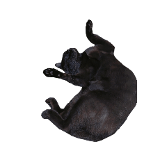 可愛比毛還多的貓