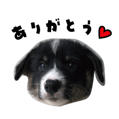 My dog Richie Sticker