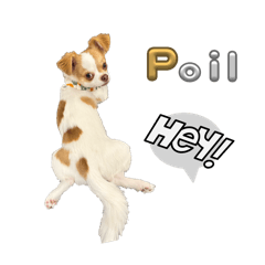 Poil 小波 長毛吉娃娃