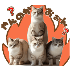 Cats for everyday use.