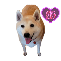 Nene生活3-可愛柴犬