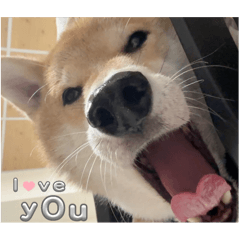 豬豬是我家的柴犬