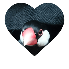 bird momo