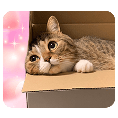 小茶與他的朋友們