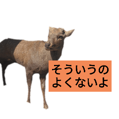 toma,yamanaka_20250730180105