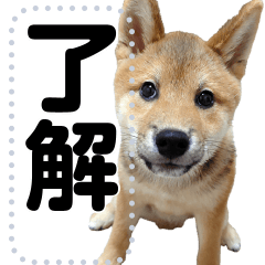 柴犬ゴマちゃんのメッセージスタンプ 2