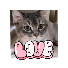 可可貓的可愛生活貼圖