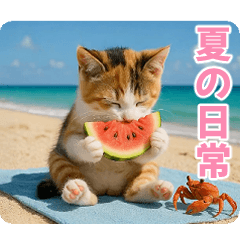 Can be used all the time Summer cat