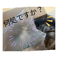 nina_20250801162118