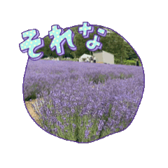 ume_20250802021246