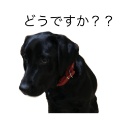 Labrador Retriever ky